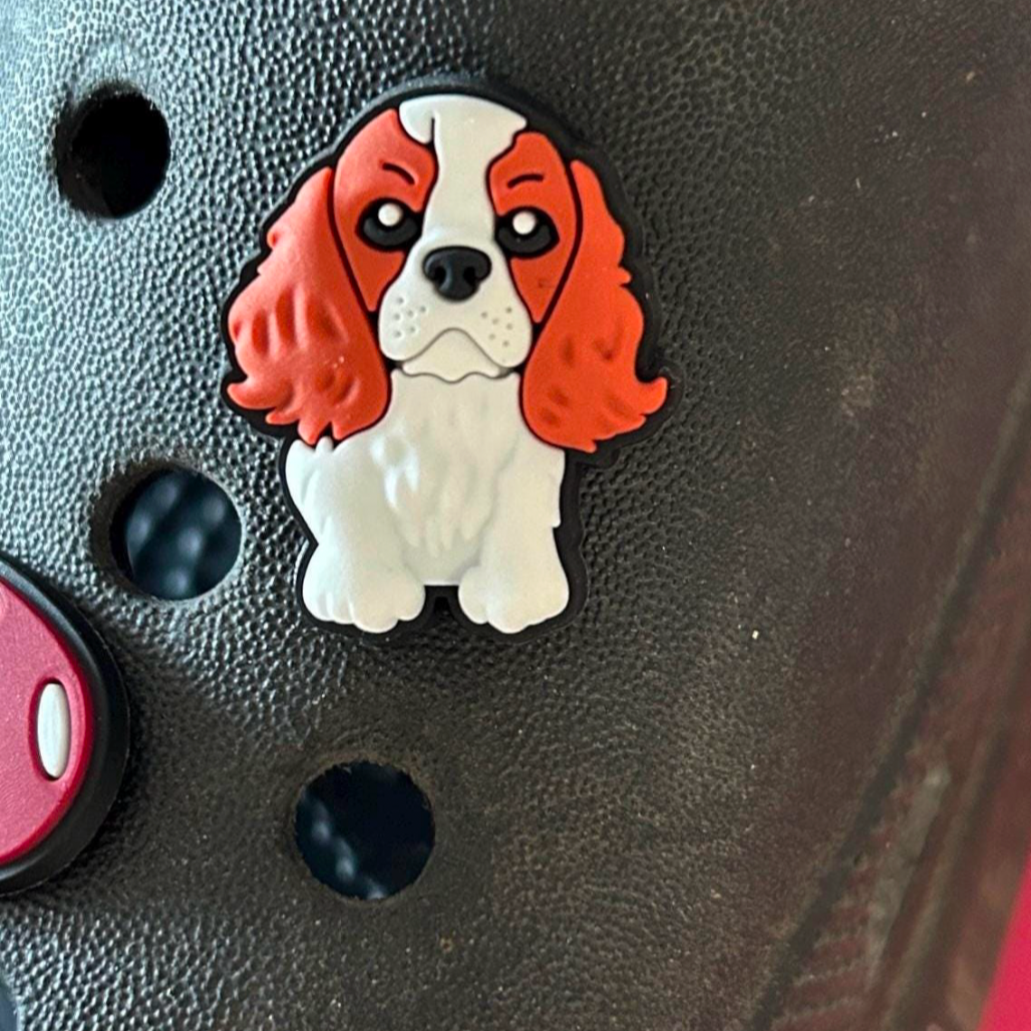 Cavalier King charles spaniel dog croc like shoe charm. Tan and white. Shown on a black croc shoe.