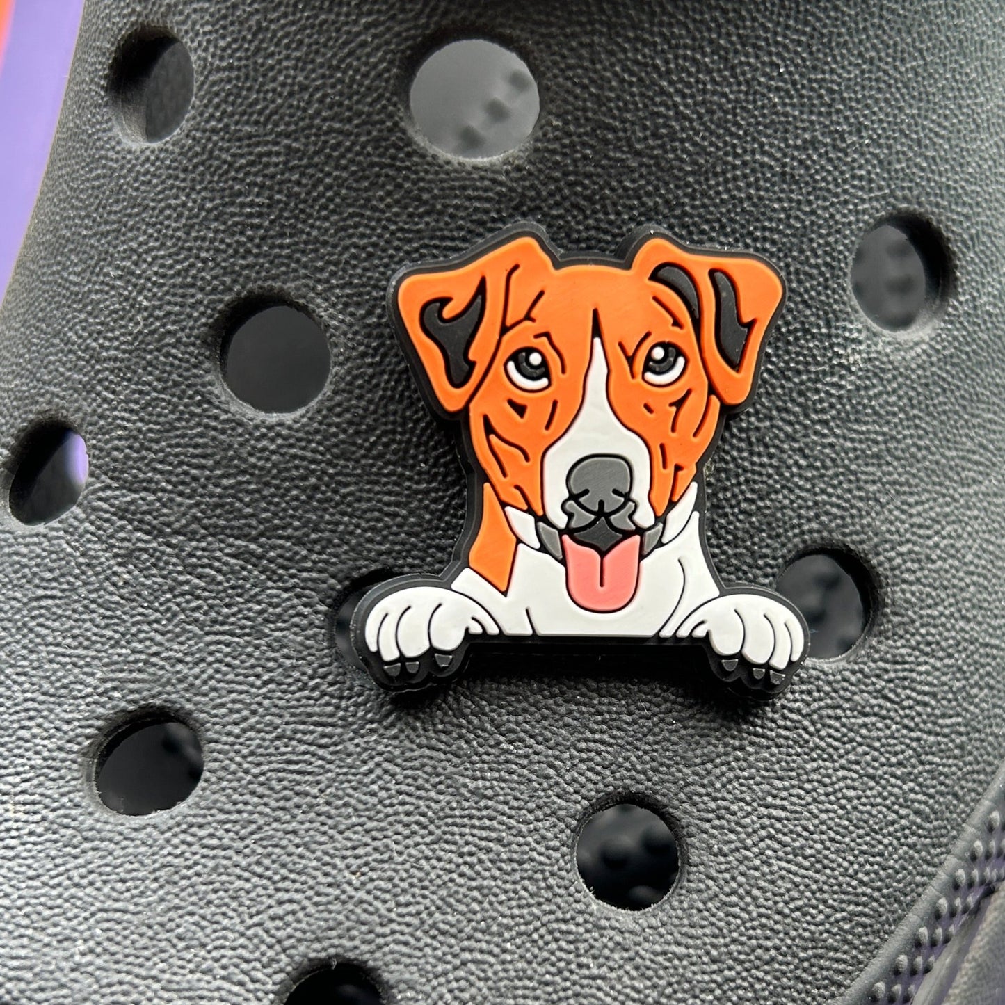 Jack Russell croc shoe charm on black croc. 