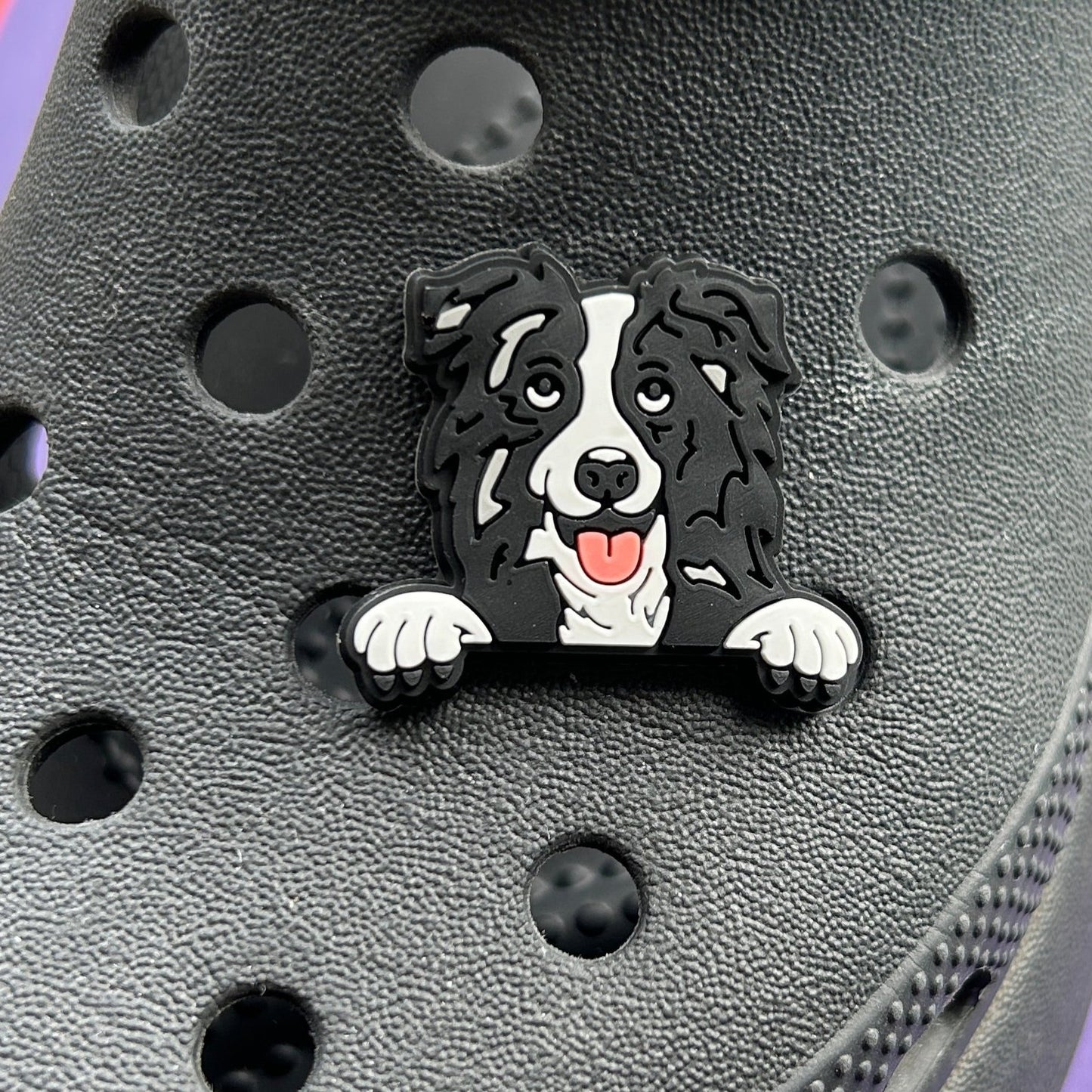 Black and white collie dog on a croc.