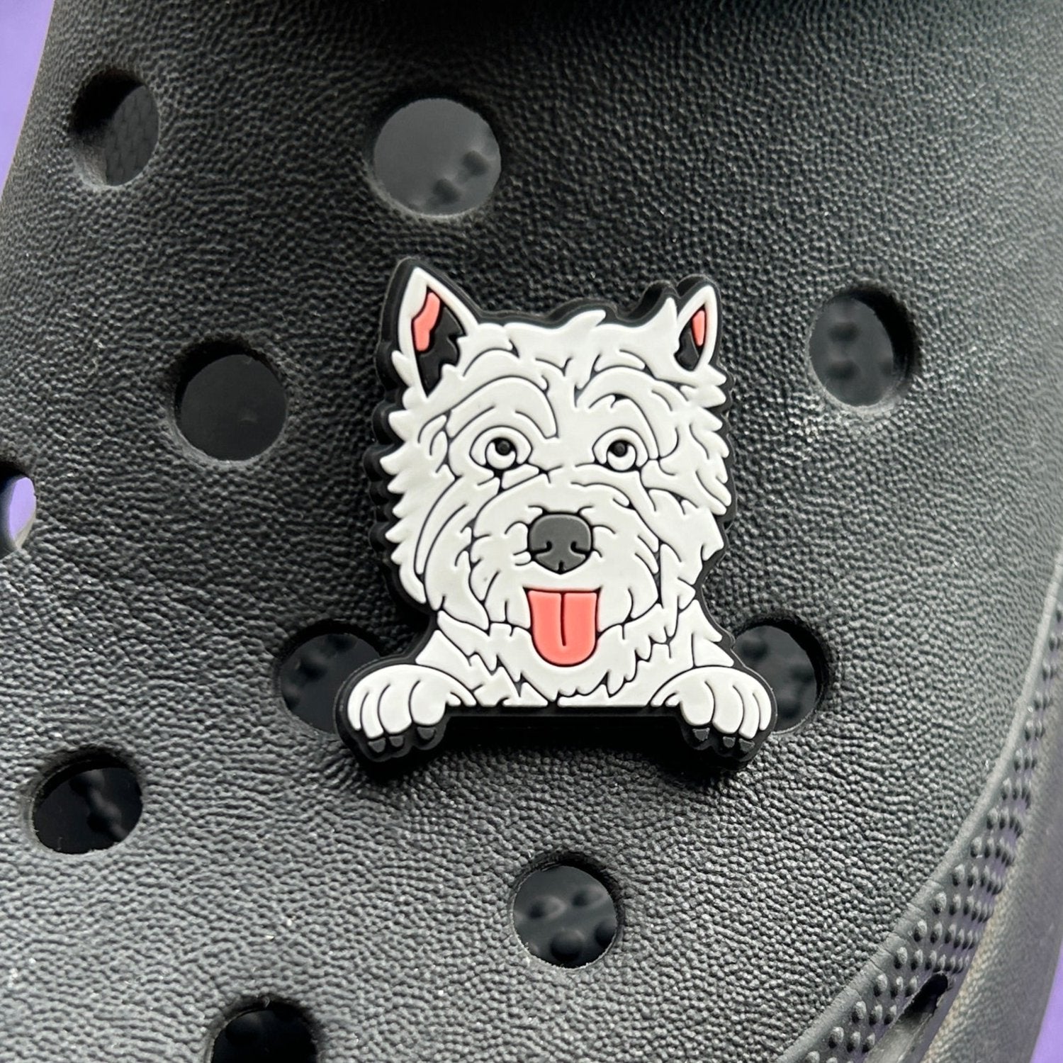 West Highland White Terrier, West on a croc.