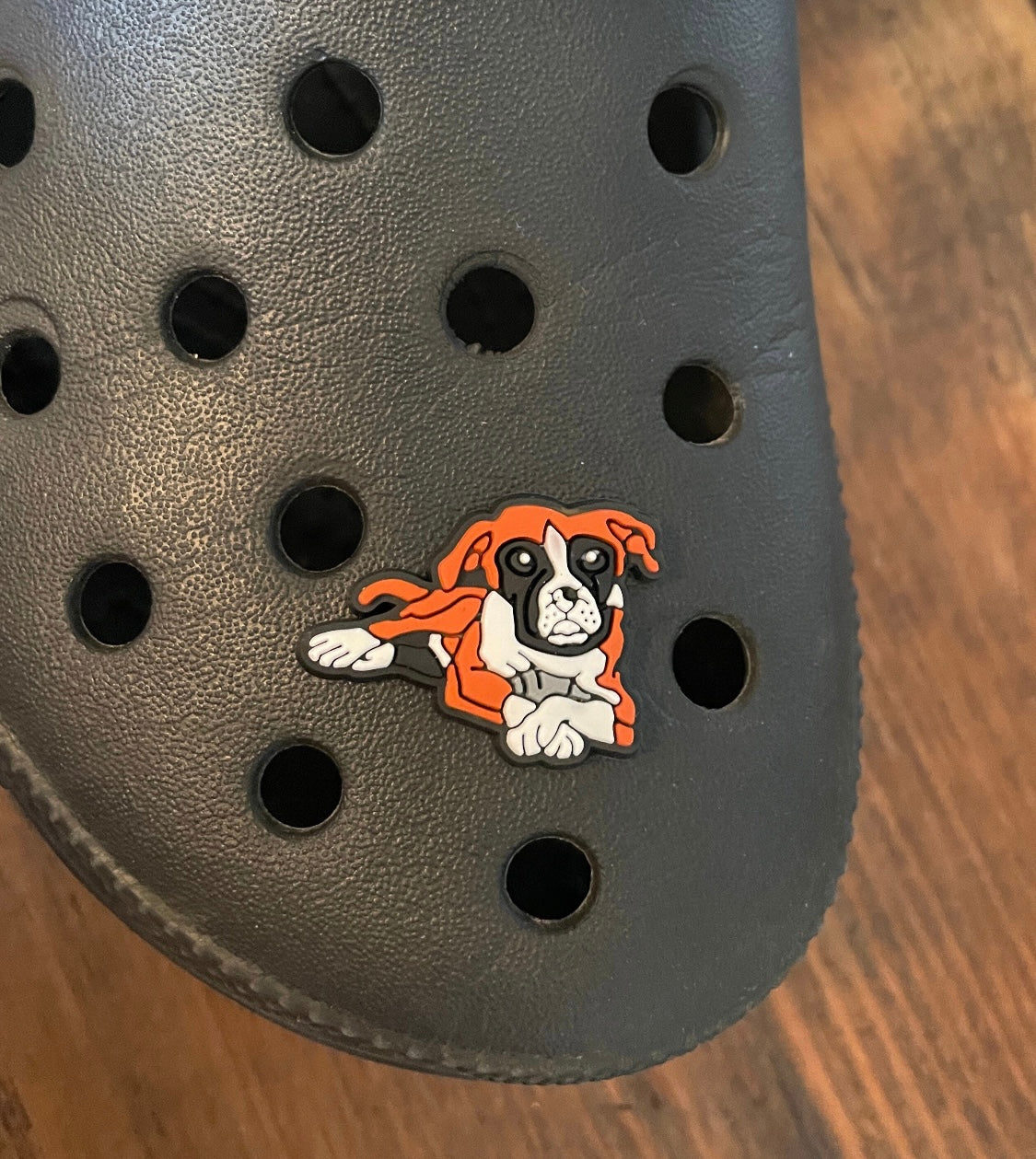 Laying down boxer dog on a croc shoe.
