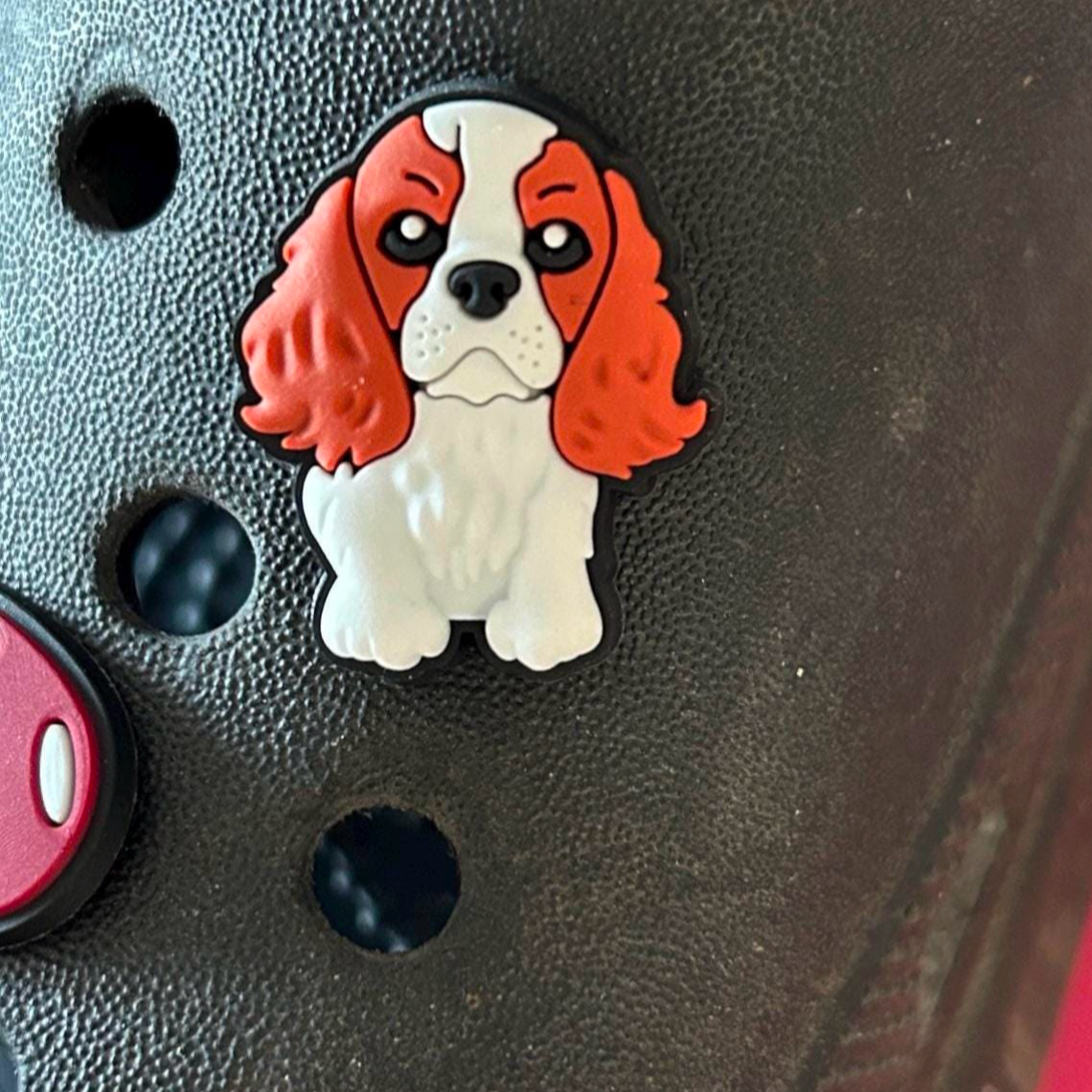 Cavalier King charles spaniel dog croc like shoe charm. Tan and white. Shown on a black croc shoe. 